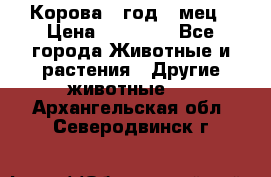 Корова 1 год 4 мец › Цена ­ 27 000 - Все города Животные и растения » Другие животные   . Архангельская обл.,Северодвинск г.